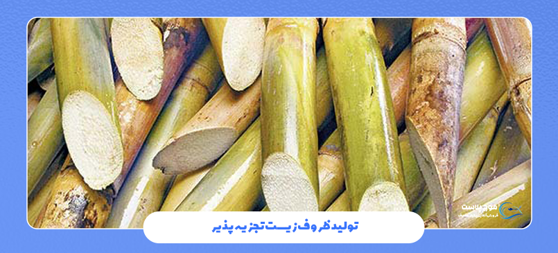 تولید ظروف زیست‌ تجزیه‌ پذیر